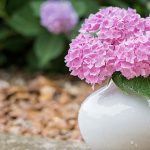 兵庫県のあじさい祭・名所　2021年の開催時期や見ごろ・開花情報