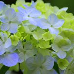滋賀県のあじさい祭・名所　2020年の開催時期や見ごろ・開花情報