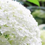 奈良県のあじさい祭・名所　2021年の開催時期や見ごろ・開花情報