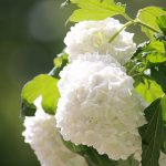 和歌山県のあじさい祭・名所　2021年の開催時期や見ごろ・開花情報
