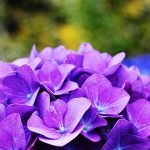 香川県のあじさい鑑賞スポット・名所・穴場　2021年の見ごろ・開花・紫陽花祭り情報