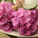 広島県のあじさい鑑賞スポット・名所・穴場　2021年の見ごろ・開花・紫陽花祭り情報