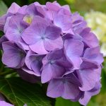鳥取県のあじさい鑑賞スポット・名所・穴場 2021年の見ごろ・開花・紫陽花祭り情報