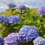 島根県のあじさい鑑賞スポット・名所・穴場　2021年の見ごろ・開花・紫陽花祭り情報