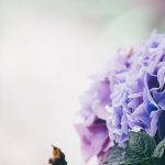 愛知県のあじさい鑑賞スポット・名所・穴場　2021年の見ごろ・開花・紫陽花祭り情報