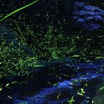兵庫県（関西）のホタル観賞スポット・名所／穴場 2021 見ごろの時期は？