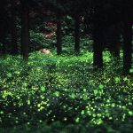 京都（関西）のホタル観賞スポット・名所／穴場 2021 見ごろの時期は？