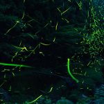 千葉（関東）のホタル観賞スポット・名所／穴場 2021 見ごろの時期は？