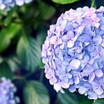 北海道のあじさい鑑賞スポット・名所・穴場　2021年の見ごろ・開花・紫陽花祭り情報