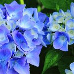 岩手県（東北）のあじさい鑑賞スポット・名所・穴場　2020年の見ごろ・開花・紫陽花祭り情報