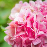 宮城県（東北）のあじさい鑑賞スポット・名所・穴場　2021年の見ごろ・開花・紫陽花祭り情報