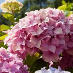 福島県（東北）のあじさい鑑賞スポット・名所・穴場　2021年の見ごろ・開花・紫陽花祭り情報