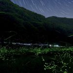 岐阜県のホタル観賞スポット・名所／穴場 2021 見ごろの時期は？