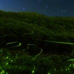 三重県のホタル観賞スポット・名所／穴場 2021 見ごろの時期は？