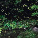 北海道のホタル観賞スポット・名所／穴場 2021 見ごろの時期は？