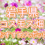 岩手県（東北） 秋桜コスモス畑・名所・穴場　おすすめ人気スポット2020年の見ごろは？