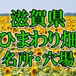 滋賀県（関西）のひまわり畑 オススメ人気スポット／名所／穴場・2018年イベント情報