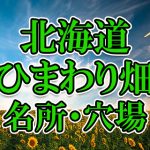 北海道のひまわり畑 オススメ人気スポット／名所／穴場・2020年イベント情報