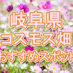 岐阜県　秋桜コスモス畑・名所・穴場　おすすめ人気スポット2020年の見ごろは？