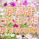 京都府（関西）コスモス畑・名所・穴場　おすすめ人気スポット 2020年の見ごろは？