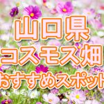 山口県　コスモス畑・名所・穴場　おすすめ人気スポット2020年の見ごろは？
