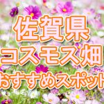 佐賀県（九州）コスモス畑・名所・穴場　おすすめ人気スポット 2018年の見ごろは？